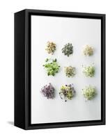Nine Different Types of Sprouted Seeds-Thomas Dhellemmes-Framed Stretched Canvas