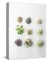 Nine Different Types of Sprouted Seeds-Thomas Dhellemmes-Stretched Canvas