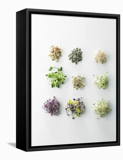 Nine Different Types of Sprouted Seeds-Thomas Dhellemmes-Framed Stretched Canvas