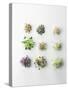 Nine Different Types of Sprouted Seeds-Thomas Dhellemmes-Stretched Canvas