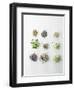 Nine Different Types of Sprouted Seeds-Thomas Dhellemmes-Framed Premium Photographic Print