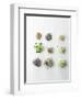 Nine Different Types of Sprouted Seeds-Thomas Dhellemmes-Framed Premium Photographic Print
