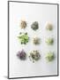 Nine Different Types of Sprouted Seeds-Thomas Dhellemmes-Mounted Premium Photographic Print