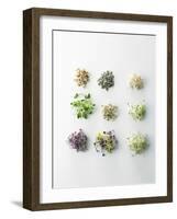 Nine Different Types of Sprouted Seeds-Thomas Dhellemmes-Framed Photographic Print