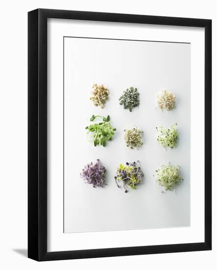 Nine Different Types of Sprouted Seeds-Thomas Dhellemmes-Framed Photographic Print