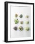 Nine Different Types of Sprouted Seeds-Thomas Dhellemmes-Framed Photographic Print