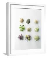 Nine Different Types of Sprouted Seeds-Thomas Dhellemmes-Framed Photographic Print