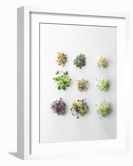 Nine Different Types of Sprouted Seeds-Thomas Dhellemmes-Framed Photographic Print