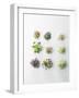 Nine Different Types of Sprouted Seeds-Thomas Dhellemmes-Framed Photographic Print