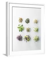 Nine Different Types of Sprouted Seeds-Thomas Dhellemmes-Framed Photographic Print