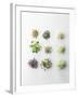 Nine Different Types of Sprouted Seeds-Thomas Dhellemmes-Framed Photographic Print