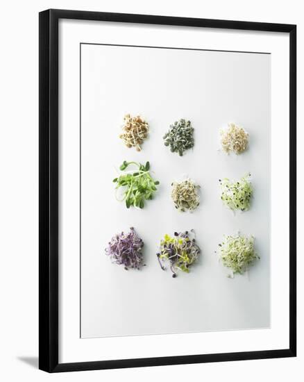 Nine Different Types of Sprouted Seeds-Thomas Dhellemmes-Framed Photographic Print
