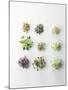 Nine Different Types of Sprouted Seeds-Thomas Dhellemmes-Mounted Photographic Print