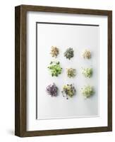 Nine Different Types of Sprouted Seeds-Thomas Dhellemmes-Framed Photographic Print