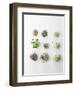 Nine Different Types of Sprouted Seeds-Thomas Dhellemmes-Framed Photographic Print