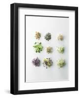 Nine Different Types of Sprouted Seeds-Thomas Dhellemmes-Framed Photographic Print