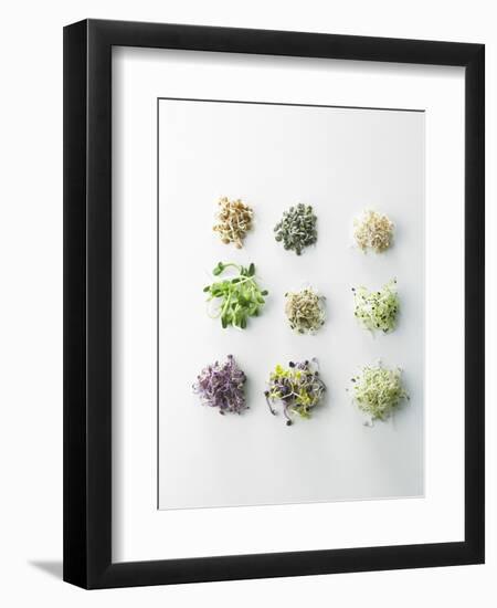 Nine Different Types of Sprouted Seeds-Thomas Dhellemmes-Framed Photographic Print