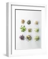 Nine Different Types of Sprouted Seeds-Thomas Dhellemmes-Framed Photographic Print