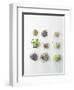 Nine Different Types of Sprouted Seeds-Thomas Dhellemmes-Framed Photographic Print