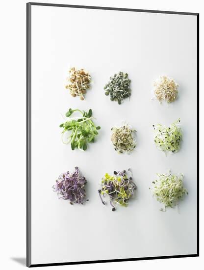 Nine Different Types of Sprouted Seeds-Thomas Dhellemmes-Mounted Photographic Print