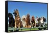 Nine Dogs-cynoclub-Framed Stretched Canvas