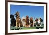 Nine Dogs-cynoclub-Framed Photographic Print