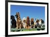Nine Dogs-cynoclub-Framed Photographic Print
