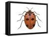 Nine-Spotted Beetle (Coccinella Novemnotata), Insects-Encyclopaedia Britannica-Framed Stretched Canvas