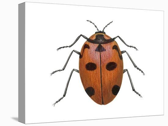 Nine-Spotted Beetle (Coccinella Novemnotata), Insects-Encyclopaedia Britannica-Stretched Canvas