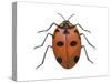 Nine-Spotted Beetle (Coccinella Novemnotata), Insects-Encyclopaedia Britannica-Stretched Canvas