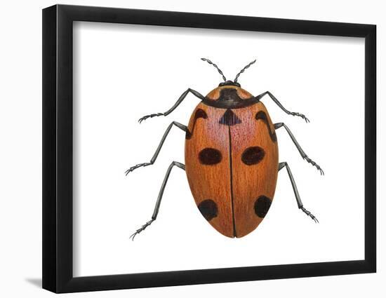 Nine-Spotted Beetle (Coccinella Novemnotata), Insects-Encyclopaedia Britannica-Framed Poster