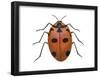 Nine-Spotted Beetle (Coccinella Novemnotata), Insects-Encyclopaedia Britannica-Framed Poster