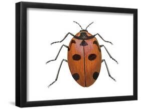 Nine-Spotted Beetle (Coccinella Novemnotata), Insects-Encyclopaedia Britannica-Framed Poster