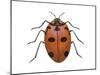 Nine-Spotted Beetle (Coccinella Novemnotata), Insects-Encyclopaedia Britannica-Mounted Poster