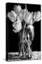 Nine Tulips-Sandra Willard-Stretched Canvas