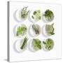 Nine White Dishes Each Containing a Different Fresh Herb-Dave King-Stretched Canvas