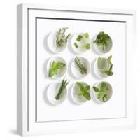 Nine White Dishes Each Containing a Different Fresh Herb-Dave King-Framed Photographic Print