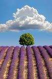 Tree on the Top of the Hill in Lavender Field-Nino Marcutti-Framed Photographic Print