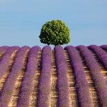 Tree on the Top of the Hill in Lavender Field-Nino Marcutti-Stretched Canvas