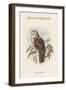 Ninox Dimorpha - Salvadori's Hawk-Owl-John Gould-Framed Art Print