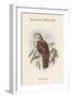 Ninox Dimorpha - Salvadori's Hawk-Owl-John Gould-Framed Art Print