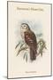 Ninox Dimorpha - Salvadori's Hawk-Owl-John Gould-Mounted Art Print