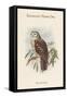 Ninox Dimorpha - Salvadori's Hawk-Owl-John Gould-Framed Stretched Canvas