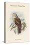 Ninox Dimorpha - Salvadori's Hawk-Owl-John Gould-Stretched Canvas