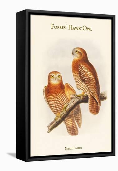 Ninox Forbesi - Forbes' Hawk-Owl-John Gould-Framed Stretched Canvas