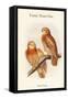 Ninox Forbesi - Forbes' Hawk-Owl-John Gould-Framed Stretched Canvas