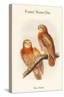 Ninox Forbesi - Forbes' Hawk-Owl-John Gould-Stretched Canvas