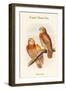 Ninox Forbesi - Forbes' Hawk-Owl-John Gould-Framed Art Print