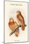 Ninox Forbesi - Forbes' Hawk-Owl-John Gould-Mounted Art Print