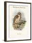 Ninox Odiosa - New Britain Hawk-Owl-John Gould-Framed Art Print